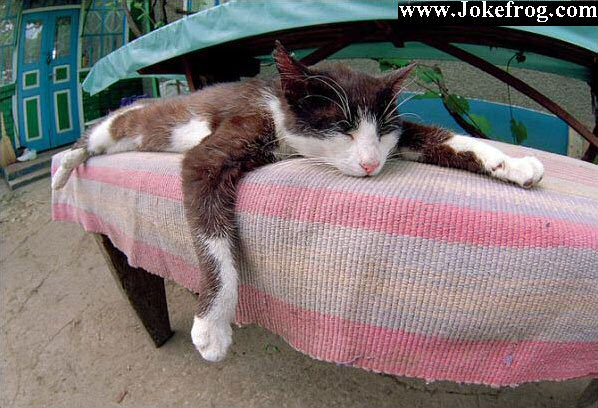 Relax do Gato